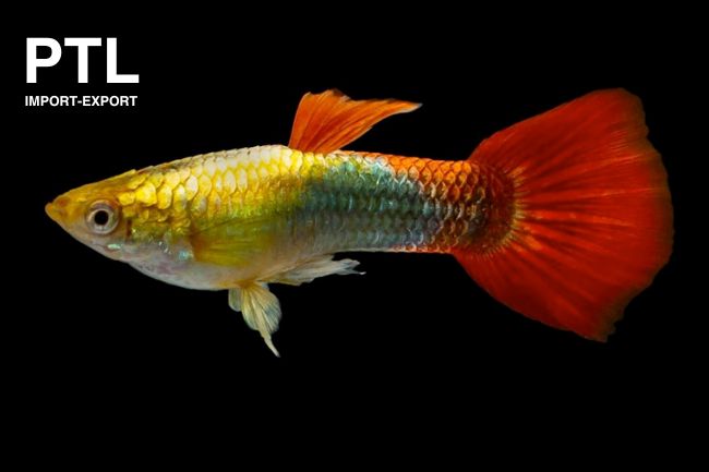 PTL42630_P. GUPPY ISRAEL MASCHI GOLDEN RED